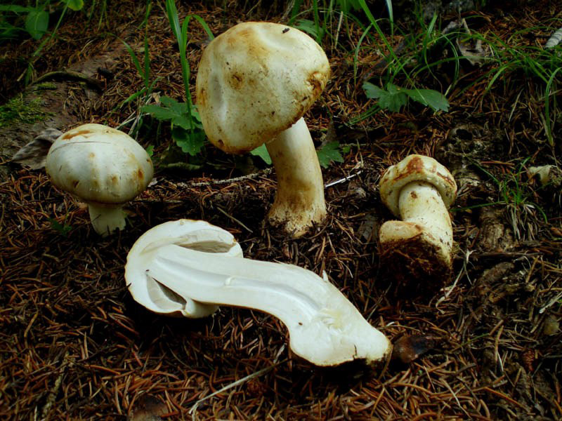 Agaricus praeclaresquamosus?